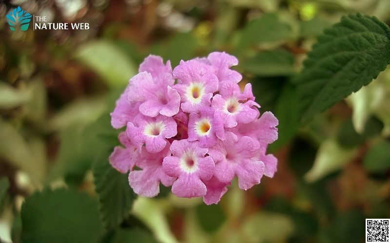 Common Lantana